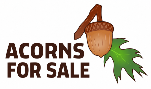 Acorns For Sale
