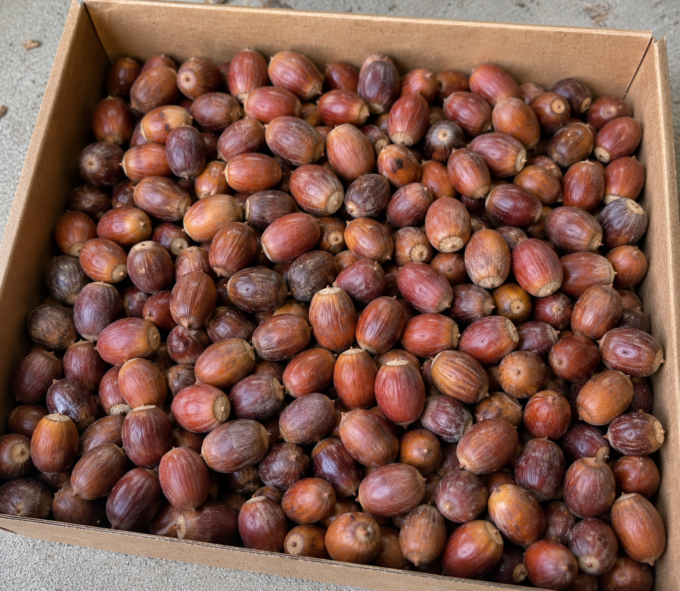 Northern Red Oak Acorns