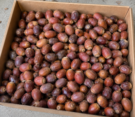 Northern Red Oak Acorns