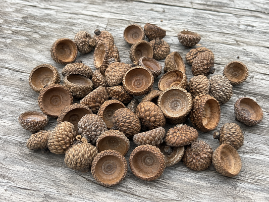 Acorns Caps